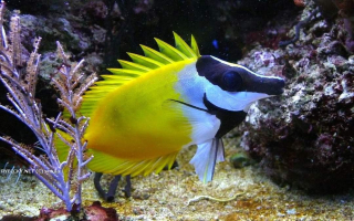 Siganus vulpinus S 8cm