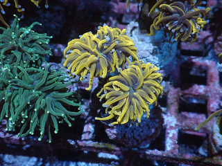 Euphyllia glabrescens Gold 2hl.