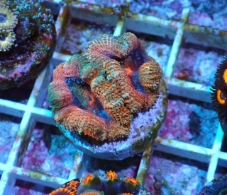 Acanthastrea Ultra