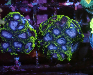 Favia WWC Space Monkey