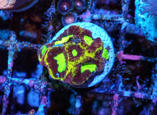 Favia sp.( Ultra )